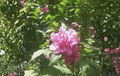 Double Pink Rose of Sharon Cuttings, Hibiscus syriacus, Flowering Shrub for Rooting & Garden Landscaping