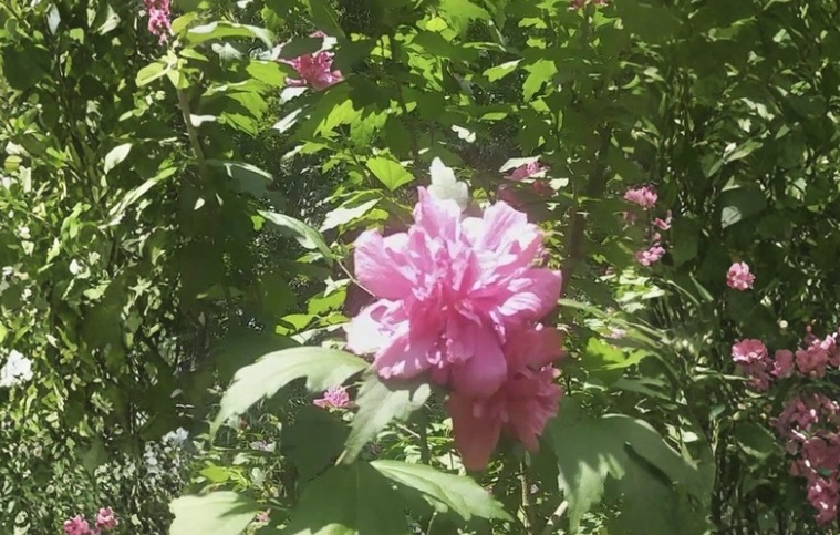 Double Pink Rose of Sharon Cuttings, Hibiscus syriacus, Flowering Shrub for Rooting & Garden Landscaping