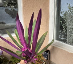 Tradescantia spathacea Cutting - Multicolor Dwarf Oyster Plant Moses in the Cradle, Indoor & Container Foliage Plant