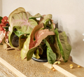 Neon Robusta Pink Syngonium Cutting - Unrooted Houseplant, Arrowhead Vine, Pink Foliage, Syngonium podophyllum