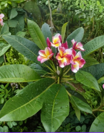 Unrooted Plumeria Cutting | Dalida Mosaic Variety | Tropical Flowering Stem for Propagation & Container Gardening