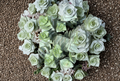 Crassula Perforata Succulent Cuttings - String of Buttons, Geometric Leaves, Propagation, Live Plant, Indoor & Outdoor