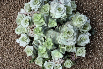 Crassula Perforata Succulent Cuttings - String of Buttons, Geometric Leaves, Propagation, Live Plant, Indoor & Outdoor