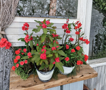 Hot Pink Crown of Thorns Cutting, Euphorbia milii, Succulent Stem for Propagation, Indoor Plant, Bright Pink Flowers