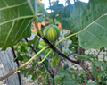 Fig Tree Cuttings Set of 3, Ficus carica, Unrooted Propagation Material for Garden or Container