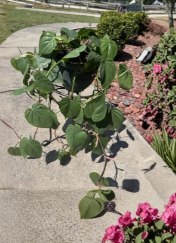 Heart Leaf Philodendron Cuttings 5 Pack | Unrooted Trailing Indoor Vine | Philodendron hederaceum