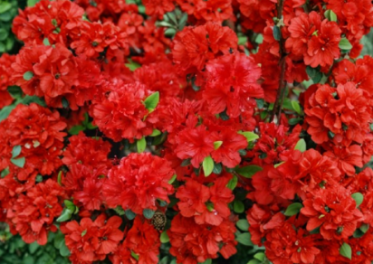 Girard Hot Shot Azalea Evergreen Rhododendron Rooted Starter Plant, Compact Red Flowering Shrub