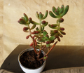 Sedum Pachyphyllum Jelly Bean Succulent Cuttings Set of 5 - Fresh 4 Inch Unrooted Plants