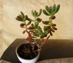 Sedum Pachyphyllum Jelly Bean Succulent Cuttings Set of 5 - Fresh 4 Inch Unrooted Plants