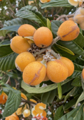 Sunset Orange Loquat Scions 3 Count for Grafting Eriobotrya Japonica Fruit Tree Cuttings