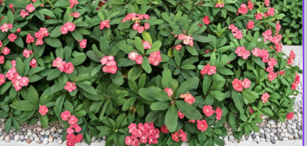 Red Crown of Thorns Cutting, Euphorbia milii, 4-5 Inch Live Plant Stem for Propagation, Succulent, Bright Red Bracts