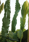 White Epiphyllum Orchid Cactus Cuttings Set of 2, Night Blooming Cactus, Trailing Tropical Cactus, Unrooted Hylocereus Plant Stems