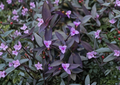 Purple Heart Tradescantia Pallida Cuttings – 12 Live Stem Propagation Plants for Indoor Outdoor Groundcover
