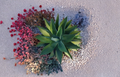Large Live Cactus Cutting for Propagation, Succulent Segment for Desert Garden & Container Planting