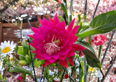 Epiphyllum Kiwi Nicky Lynette Cuttings 8-10 Inch Unrooted Orchid Cactus Stems for Propagation, Trailing Hybrid, Indoor Plant