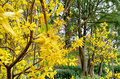 Yellow Forsythia Cuttings – 15 Unrooted Spring Flowering Shrubs for Hedge & Border, Forsythia spp.