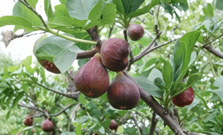 Bensonhurst Purple Fig Cutting | Ficus carica | 8-Inch Unrooted Scion for Rooting or Grafting
