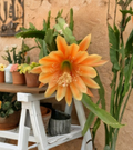 Epiphyllum King Midas Orchid Cactus Cutting - Golden Orange Flowers, Propagation Unrooted Epiphyllum 'King Midas'