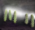 Jumping Cholla Cactus Live Plant | Cylindropuntia fulgida Desert Succulent for Outdoor Garden, Xeriscape, Arizona Native