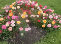 Miniature Rose Cuttings Live Unrooted 3 Pack Apricot Pink Flowering Shrubs for Propagation Rosa