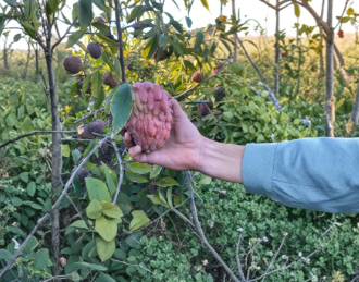 Red Geffner Atemoya Scions 8-Inch Grafting Cuttings Annona × atemoya Tropical Fruit Tree