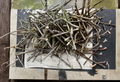 White Pakistan Mulberry Grafting Scion Wood - Morus alba, 7 Cuttings for Propagation