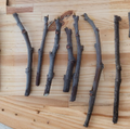 Dwarf Black Mission Fig Tree Cuttings – 6 Live Hardwood Ficus carica Propagation Material