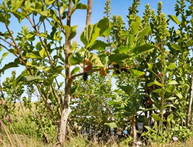 Red Mulberry Tree Cuttings 6 Pack, Morus rubra Hardwood Stems for Propagation, Unrooted 7-9 Inches