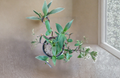 Cyanotis Cerifolia Plant Cuttings Trailing Houseplant Fuzzy Silver Blue Foliage Indoor Propagation