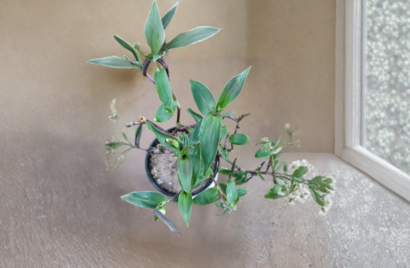 Cyanotis Cerifolia Plant Cuttings Trailing Houseplant Fuzzy Silver Blue Foliage Indoor Propagation