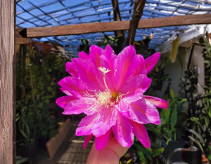 Epiphyllum San Miguel Unrooted Cuttings – Jungle Cactus Live Stems for Propagation, 8-10 Inches, Tropical Cactus, Indoor & Outdoor