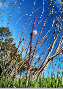 Pussy Willow White Tree Stems Set of 5 Unrooted Cuttings 6–7 Inches Salix discolor for Planting & Propagation