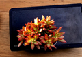 Sedum adolphii ‘Firestorm’ Succulent Cuttings – 2 Orange Red Rosette Pups for Propagation, Container Garden, Rock Garden