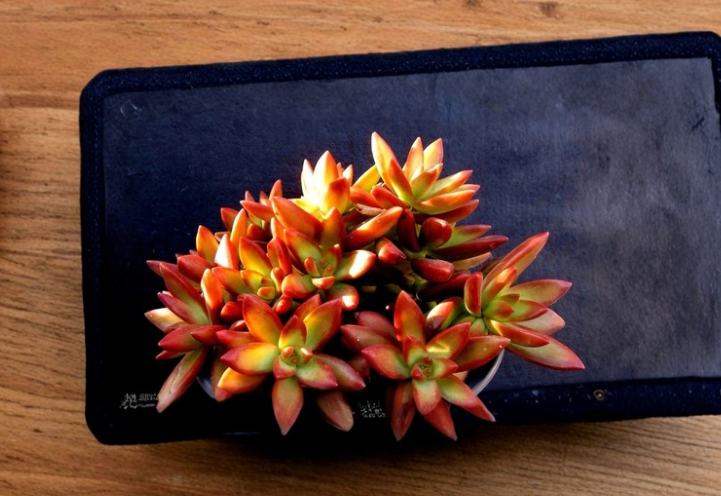 Sedum adolphii ‘Firestorm’ Succulent Cuttings – 2 Orange Red Rosette Pups for Propagation, Container Garden, Rock Garden