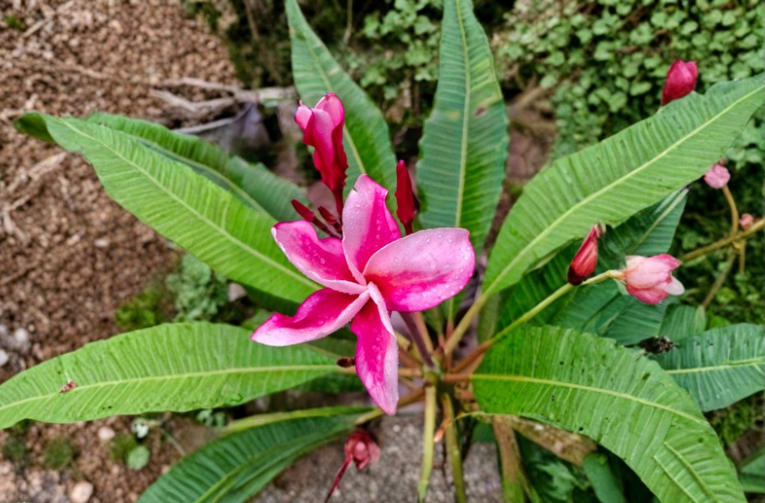 Princess Victoria Plumeria Cutting – Tropical Frangipani Stem for Propagation, Plumeria rubra, Live Tip Plant