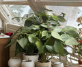 Hoya Polyneura Cutting - Unrooted Fishbone Hoya Trailing Houseplant for Propagation, Indoor Vining Plant