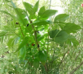 Mulberry Scion Cuttings 5 Pack for Grafting Morus alba, nigra, rubra Fruit Tree Propagation