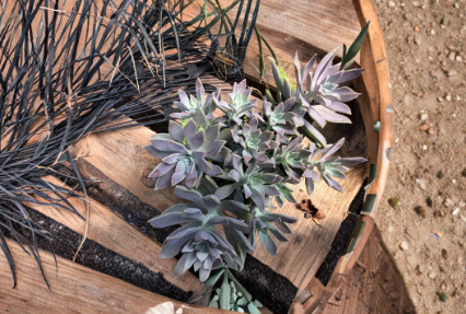 2 Echeveria Ghost Plant Succulent Cuttings 2-4 Inch Unrooted Rosette Succulents