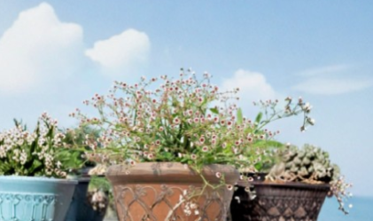 Rooted Euphorbia guiengola Succulent Plant - 4 Inch Caudex Specimen for Indoor & Hanging Display