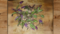 Tradescantia Evanesce Rooted Cuttings – Purple Green Trailing Houseplant, Indoor & Outdoor, Hanging Basket, Easy Care
