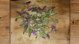 Tradescantia Evanesce Rooted Cuttings – Purple Green Trailing Houseplant, Indoor & Outdoor, Hanging Basket, Easy Care