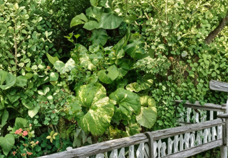 Variegated Japanese Fuki Perennial Foliage Plant - Shade-Loving, Large Variegated Leaves, Petasites japonicus, Woodland Garden Plant