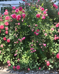 Climbing Rose Cuttings 8 Unrooted Stems for Rooting or Grafting Rosa spp. Live Plant