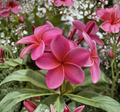 Royal Hawaiian Pink Plumeria Cuttings 8-12 Inches Unrooted Frangipani Tropical Flowering Plant