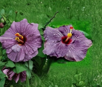 Purple Goddess Hibiscus Cuttings – Unrooted Tropical Flowering Plant Stems for Propagation, Hibiscus rosa-sinensis