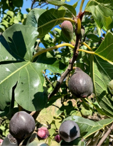 Violetta de Bordeaux Fig Cuttings - 6 Live Hardwood Ficus carica Propagation Unrooted Fruit Tree