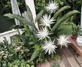 Epiphyllum Orchid Cactus Cuttings | Night Blooming Cereus | Hookeri Strictum | Unrooted Stem Propagation