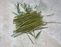 Hybrid Willow Tree Cuttings, Salix matsudana × alba, Fast Growing Hardwood Propagation, Landscaping, Erosion Control
