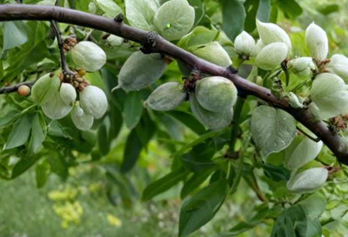 Garden Prince Almond Cutting 6-8 Inch Prunus dulcis Fruit Tree Grafting Propagation Scion