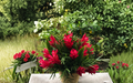 Hawaiian Red Ginger Rooted Starter Plant | Alpinia purpurata Tropical Flowering Plant | Small Live Plant